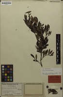 Isotype of Guioa crenulata Radlk. [family SAPINDACEAE]