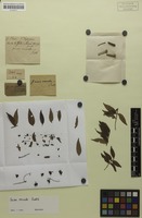 Isotype of Guioa venusta Radlk. [family SAPINDACEAE]