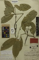 Lectotype of Rhysotoechia striata Radlk. [family SAPINDACEAE]