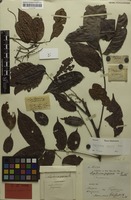 Holotype of Lepiderema papuana Radlk. [family SAPINDACEAE]
