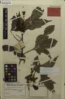 Lectotype of Sarcopteryx rigida Radlk. [family SAPINDACEAE]