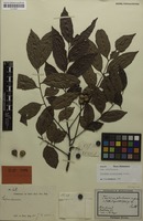 Holotype of Toechima plurinerve Radlk. [family SAPINDACEAE]