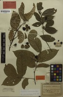 Isotype of Lepidopetalum subdichotomum Radlk. [family SAPINDACEAE]