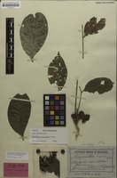 Holotype of Harpullia aeroginosa Radlk. [family SAPINDACEAE]