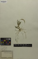 Filed as Oberonia disticha (Lam.) Schltr. [family ORCHIDACEAE]