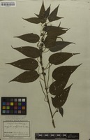 Syntype of Acalypha amblyodonta var. villosa Müll.Arg. [family EUPHORBIACEAE]