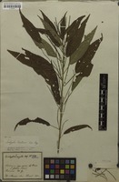 Syntype of Acalypha martiana Müll.Arg. [family EUPHORBIACEAE]