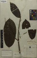 Holotype of Cocculus laevigatus Mart. [family MENISPERMACEAE]