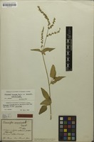 Lectotype of Chamissoa acuminata Mart. [family AMARANTHACEAE]