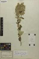 Holotype of Trommsdorffia pulverulenta Mart. [family AMARANTHACEAE]