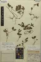 Syntype of Alternanthera rufescens Suess. [family AMARANTHACEAE]