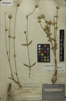 Original material of Gomphrena agrestis Mart. [family AMARANTHACEAE]