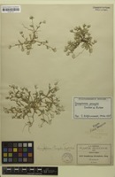 Isotype of Gomphrena pringlei J.M.Coult. & Fisher [family AMARANTHACEAE]