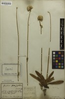 Type of Gomphrena scapigera Mart. [family AMARANTHACEAE]