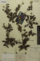 Holotype of Gomphrena uruguayensis Suess. [family AMARANTHACEAE]