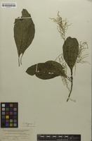 Isotype of Iresine arbuscula Uline & W.L.Bray [family AMARANTHACEAE]
