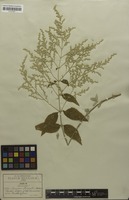 Isotype of Iresine pringlei S.Watson [family AMARANTHACEAE]