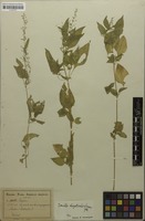 Syntype of Irenella chrysotricha Suess. [family AMARANTHACEAE]