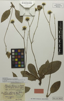 Isolectotype of Hieracium wiesbaurianum var. crinicaesioides Schack & Zahn [family ASTERACEAE]