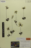 Holotype of Drosera atrostyla Debbert [family DROSERACEAE]