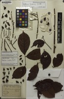 Type? of Paullinia tricornis Radlk. [family SAPINDACEAE]