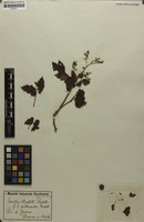 Syntype of Urvillea stipitata f. subhirsuta Radlk. [family SAPINDACEAE]