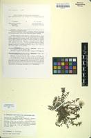 Isotype of Taraxacum brachyglossum f. fulvifructum Soest [family ASTERACEAE]