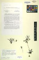 Isotype of Taraxacum rubicundum f. rufifructum Soest [family ASTERACEAE]