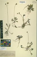 Syntype of Hieracium auricula subsp. melaneilema Nägeli & Peter [family ASTERACEAE]