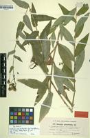 Syntype of Hieracium prenanthoides subsp. hypoglaucum Litv. & Zahn [family ASTERACEAE]