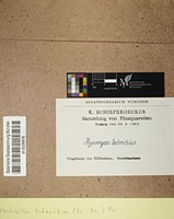 Hypomyces lateritius (Fr. : Fr.) Tul.