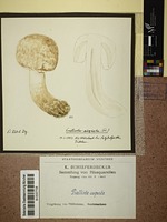 Agaricus augustus Fr.