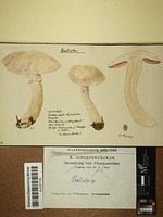 Agaricus sp.