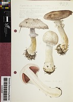 Agaricus campestris L. : Fr.