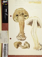 Agaricus abruptibulbus Peck