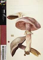 Botanische Staatssammlung München Artwork - Water Colours of Fungi by Fritz Wohlfarth