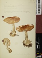 Leucocortinarius bulbiger (Fr.) Singer