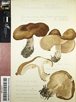 Melanoleuca turrita (Fr.) Singer