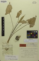 Isotype of Arum maculatum subsp. danicum Prime [family ARACEAE]
