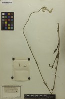 Isotype of Lestibudesia caffra Meisn. [family AMARANTHACEAE]