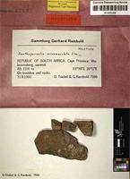 Holotype of Xanthoparmelia micromaculata Elix [family PARMELIACEAE]