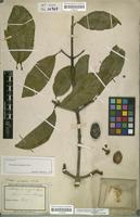 Lectotype of Platonia insignis Mart. [family CLUSIACEAE]