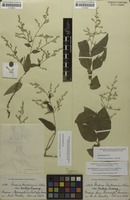 Syntype of Iresine hartmanii var. gentryi Suess. [family AMARANTHACEAE]