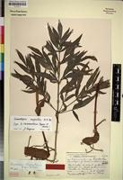 Isotype of Gonatopus rhizomatosus Bogner & Oberm. [family ARACEAE]