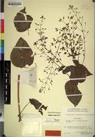 Holotype of Plectranthus candelabriformis Launert [family LABIATAE]
