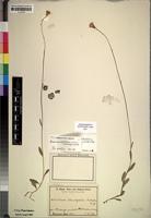 Isotype of Senecio telmatophilus O.Hoffm. [family COMPOSITAE]