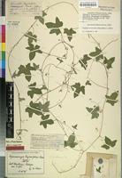 Holotype of Hymenosicyos bryoniifolius Merxm. [family CUCURBITACEAE]