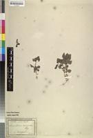 Type? of Diclis ovata Benth. [family SCROPHULARIACEAE]