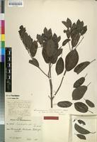 Holotype of Elattospermum longepetiolatum Solereder [family RUBIACEAE]