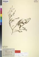Isosyntype of Heliotropium cordofanum DC. [family BORAGINACEAE]